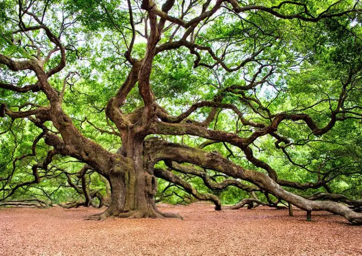 photograph of the sprawling branches of the Angel Oak, a 400-500 year old oak tree.