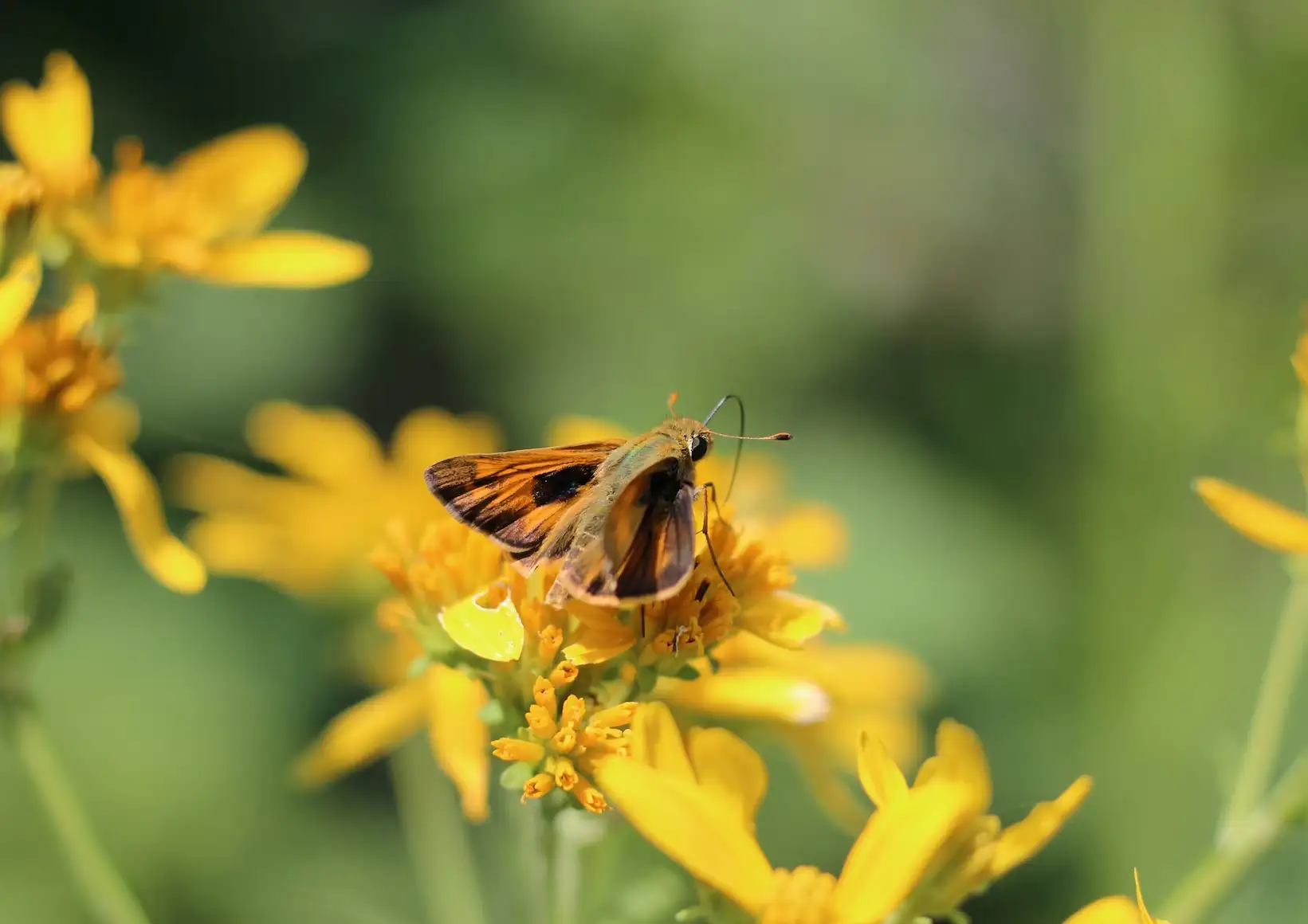 skipper butterfly sitting on yellow flower with proboscis extended