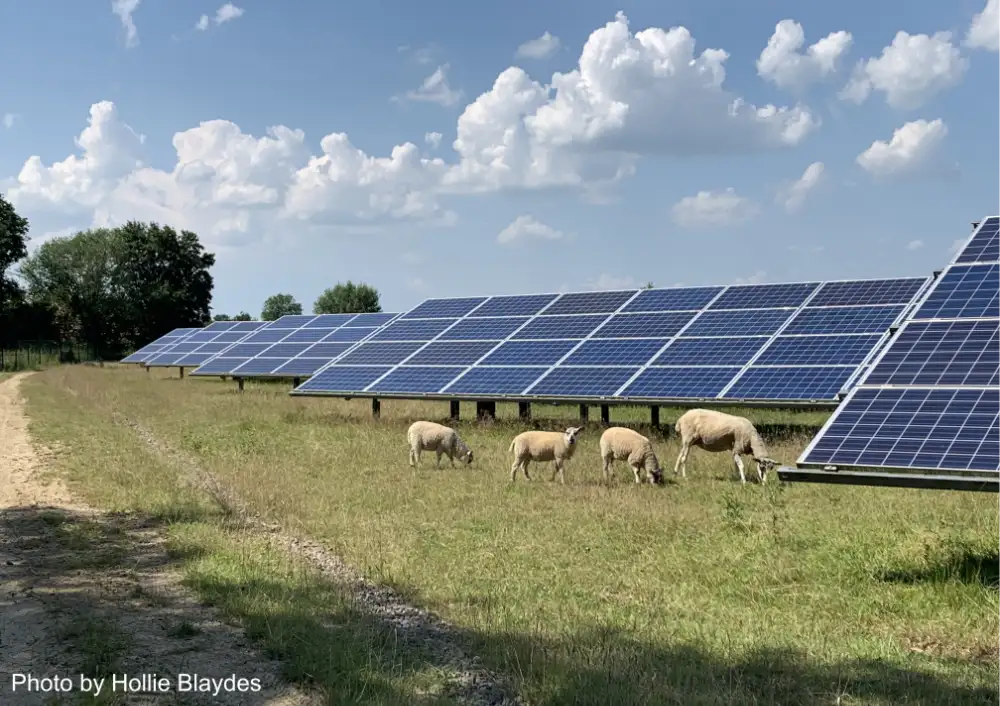 Landscape photograph of a field with large solar panels. Sheep are grazing in front of the panels.