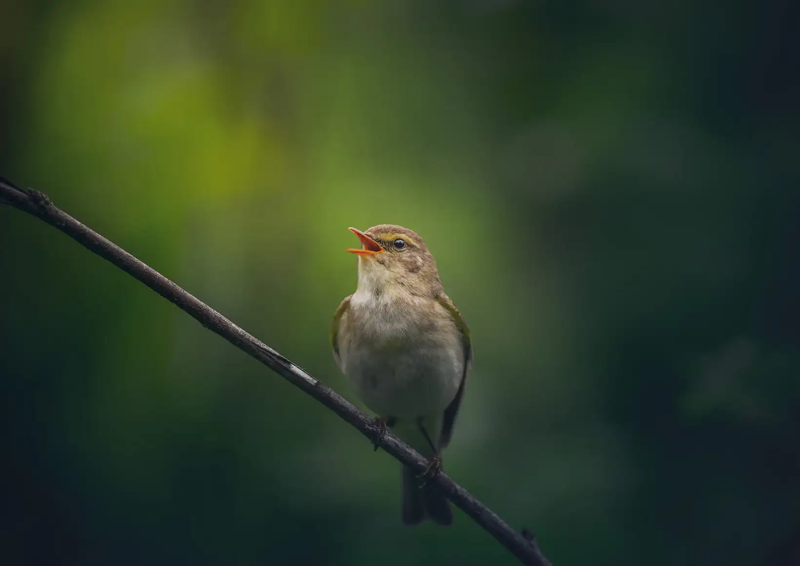 Phylloscopus warbler on branch with beak open, singing